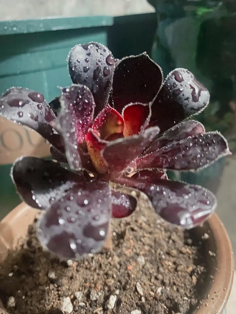 黑法师最贵品种是哪个?价值有多高?-图2 黑法师最贵品种是哪个?价值有多高?-图2