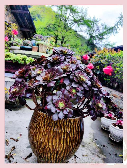 黑法师最贵品种是哪个?价值有多高?-图3 黑法师最贵品种是哪个?价值有多高?-图3