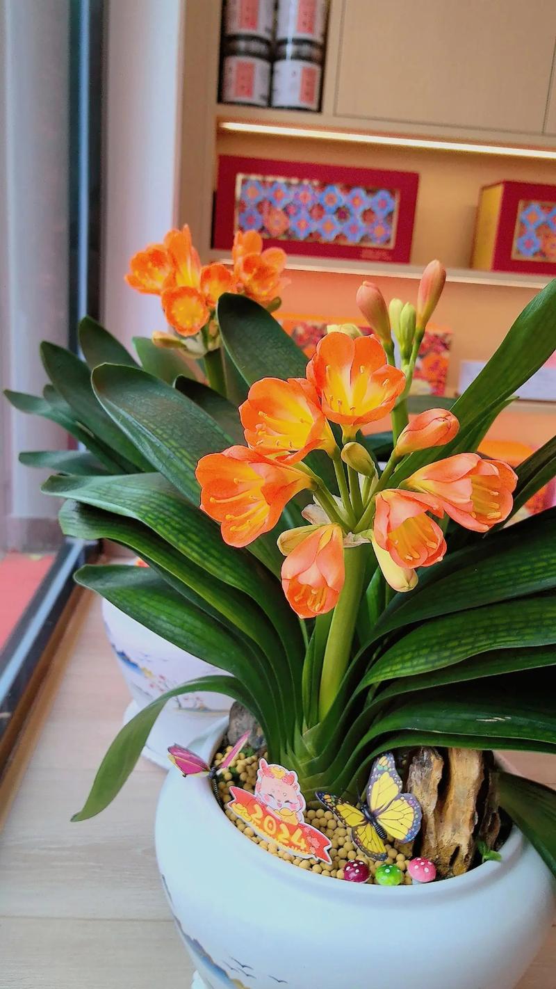 君子兰开花有哪些常见品种?-图3 君子兰开花有哪些常见品种?-图3