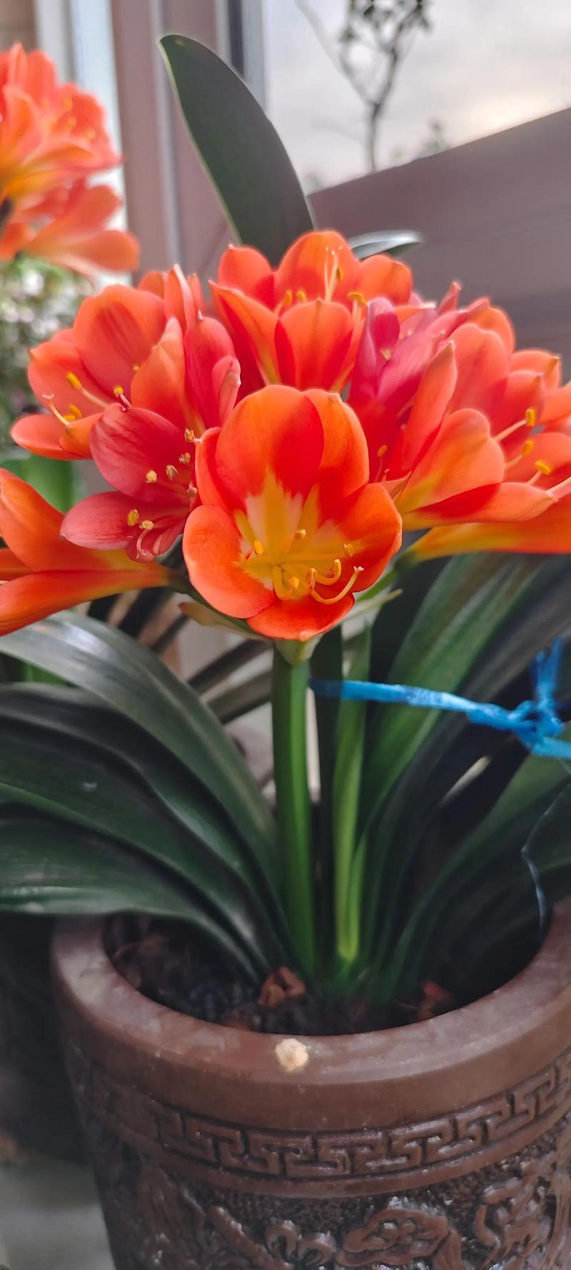 君子兰开花有哪些常见品种?-图2 君子兰开花有哪些常见品种?-图2