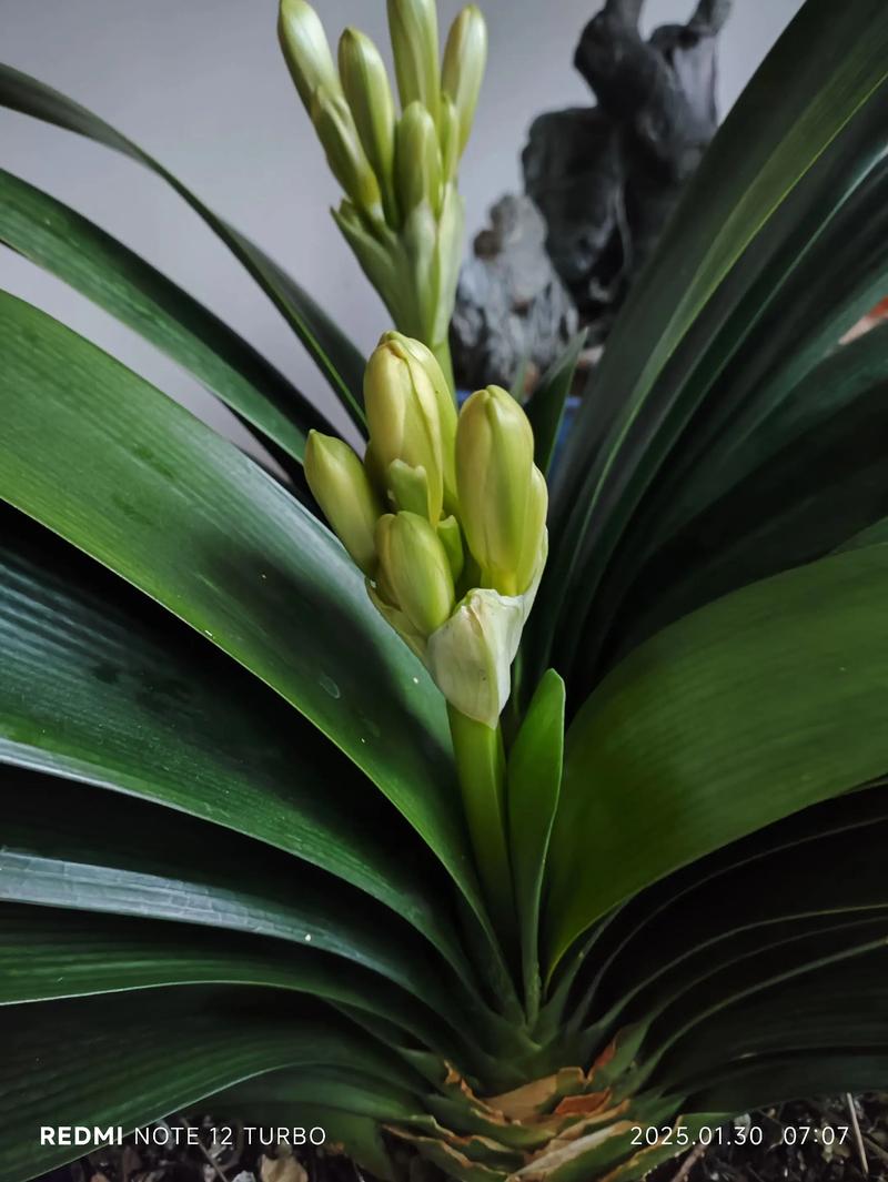 君子兰开花有哪些常见品种?-图1 君子兰开花有哪些常见品种?-图1