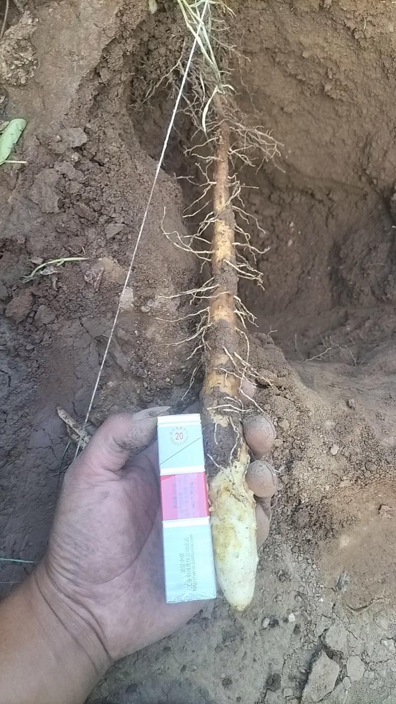 山药高产有哪些关键技术?-图2 山药高产有哪些关键技术?-图2