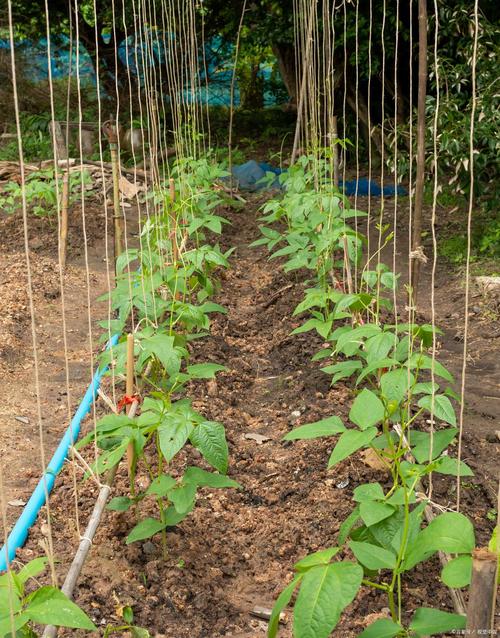 山药高产有哪些关键技术?-图3 山药高产有哪些关键技术?-图3