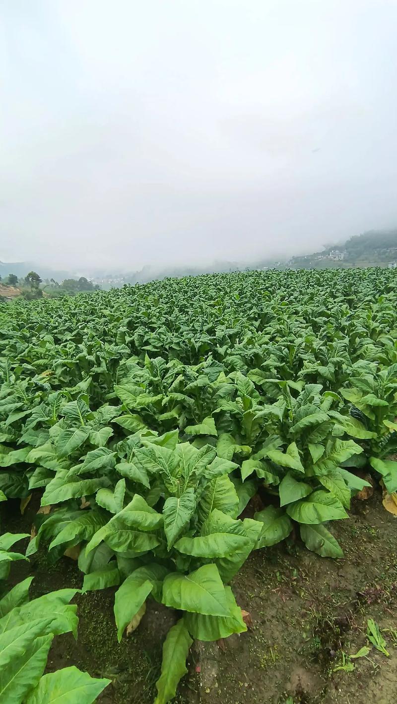 烟叶种植技术视频如何高效学习?-图1 烟叶种植技术视频如何高效学习?-图1