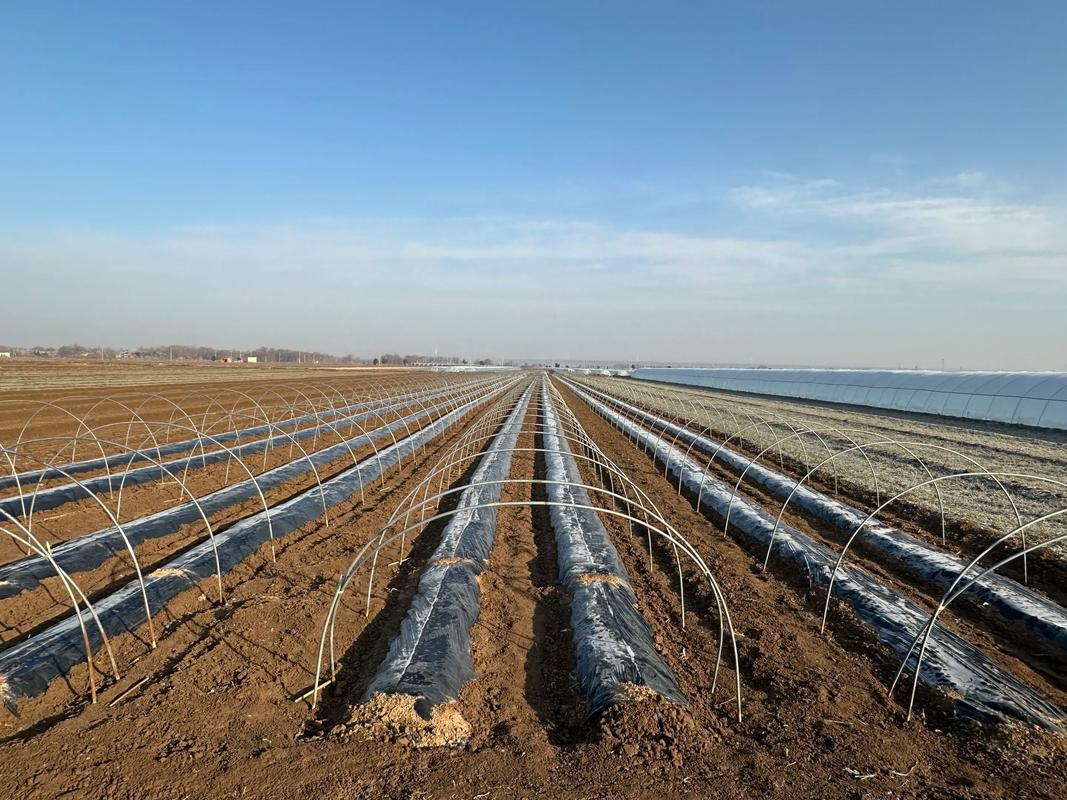 西瓜大棚冬季如何种好?-图1 西瓜大棚冬季如何种好?-图1