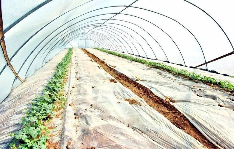 西瓜大棚冬季如何种好？-图3