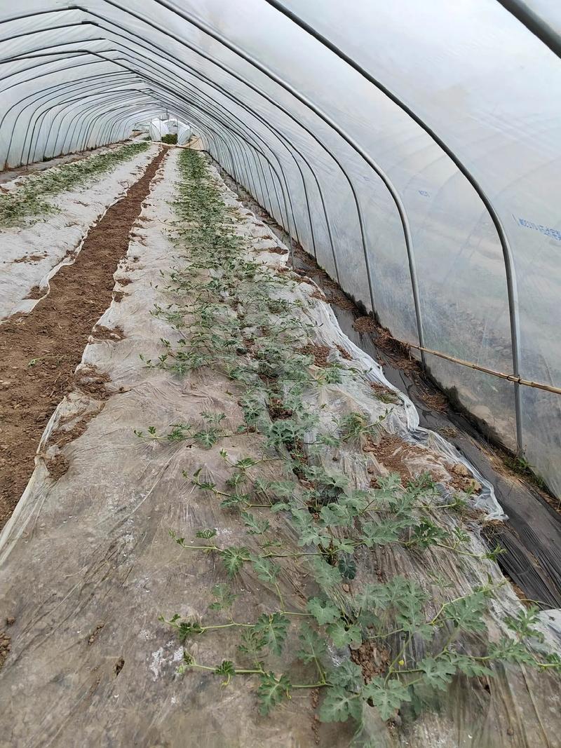 西瓜大棚冬季如何种好？-图2