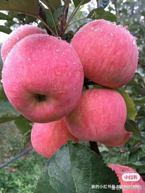 乔纳金苹果修剪有哪些关键技巧?-图1 乔纳金苹果修剪有哪些关键技巧?-图1