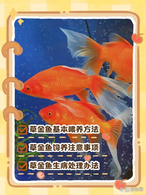 农广天地金鱼致富技术有哪些关键点?-图1 农广天地金鱼致富技术有哪些关键点?-图1