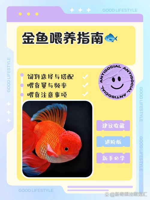 农广天地金鱼致富技术有哪些关键点?-图3 农广天地金鱼致富技术有哪些关键点?-图3