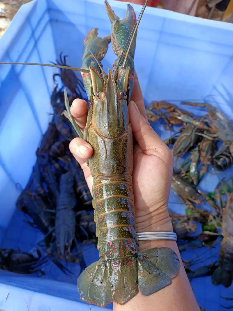 淡水龙虾是龙虾品种吗?-图2 淡水龙虾是龙虾品种吗?-图2