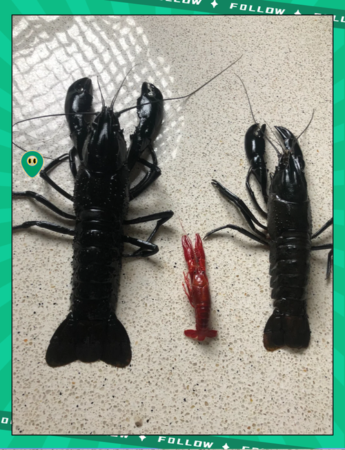 淡水龙虾是龙虾品种吗?-图1 淡水龙虾是龙虾品种吗?-图1