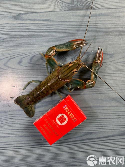 淡水龙虾是龙虾品种吗?-图3 淡水龙虾是龙虾品种吗?-图3