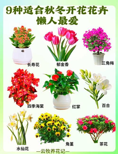 新手必养,哪些花最好种?-图3 新手必养,哪些花最好种?-图3