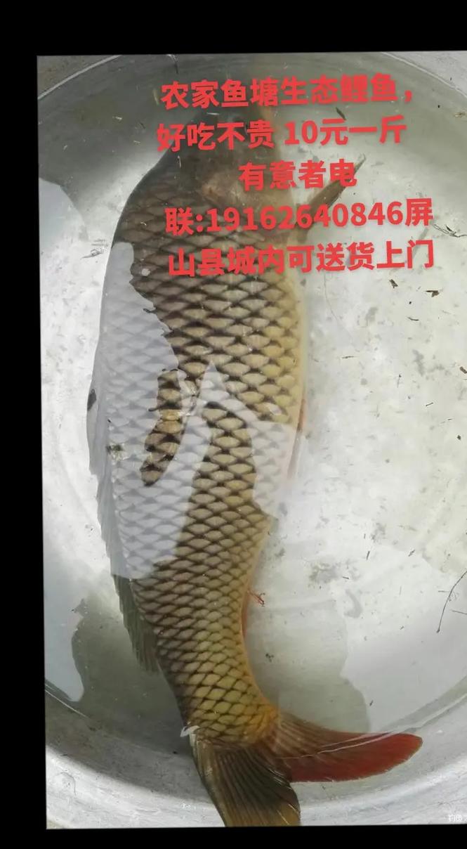 鲤鱼一斤多少钱?-图1 鲤鱼一斤多少钱?-图1