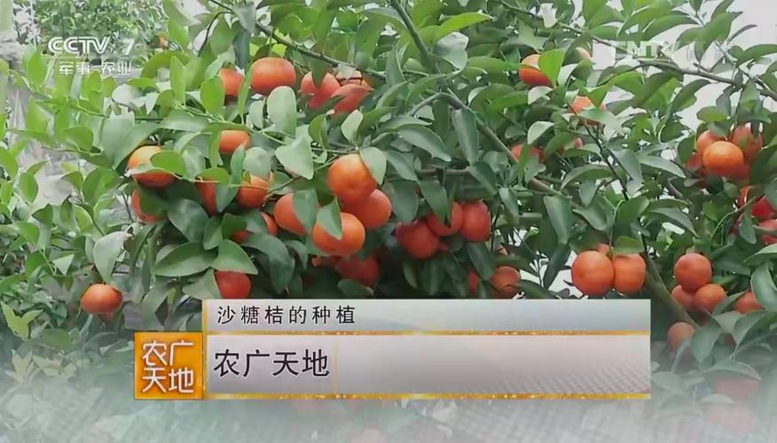 农广天地致富种植技术有哪些？-图3