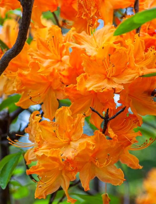 会理杜鹃花究竟有多少品种?-图1 会理杜鹃花究竟有多少品种?-图1