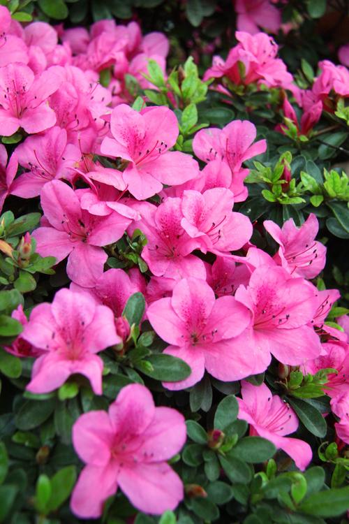 会理杜鹃花究竟有多少品种?-图2 会理杜鹃花究竟有多少品种?-图2