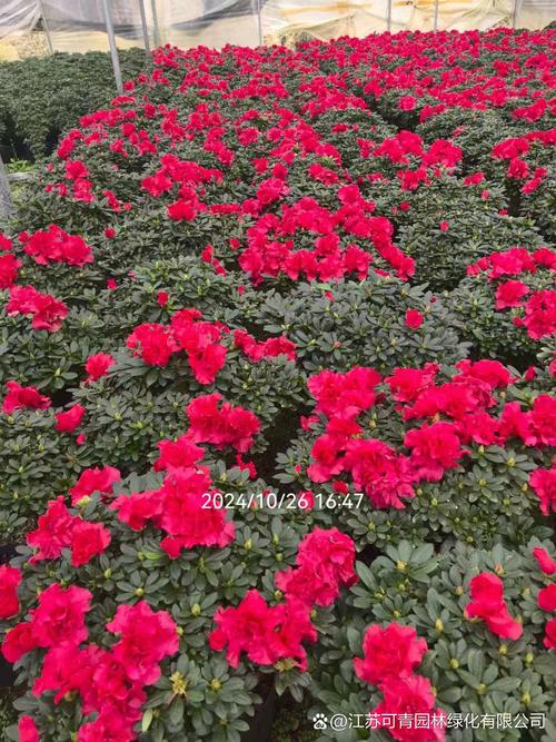 会理杜鹃花究竟有多少品种?-图3 会理杜鹃花究竟有多少品种?-图3