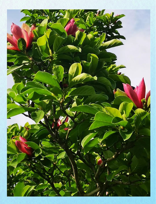 紫玉兰哪个品种最好?-图1 紫玉兰哪个品种最好?-图1