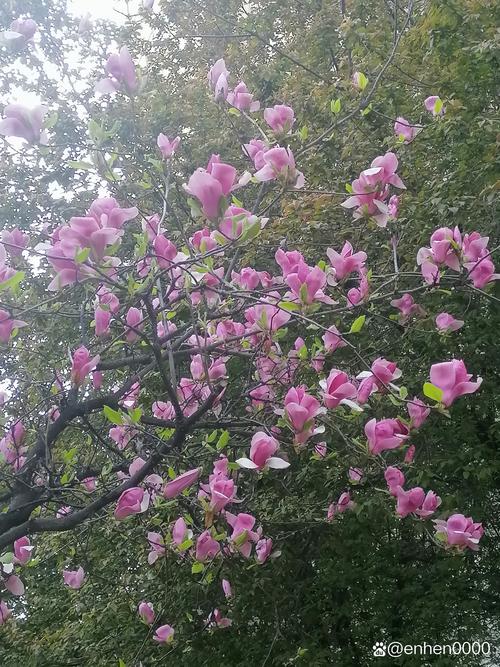 紫玉兰哪个品种最好?-图2 紫玉兰哪个品种最好?-图2