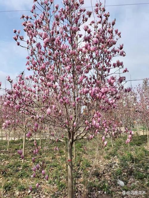 紫玉兰哪个品种最好?-图3 紫玉兰哪个品种最好?-图3