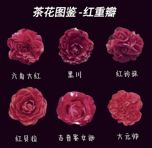 茶花最香品种是哪种?-图1 茶花最香品种是哪种?-图1