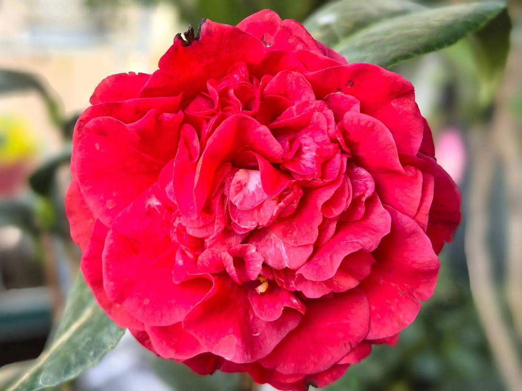 茶花最香品种是哪种?-图2 茶花最香品种是哪种?-图2