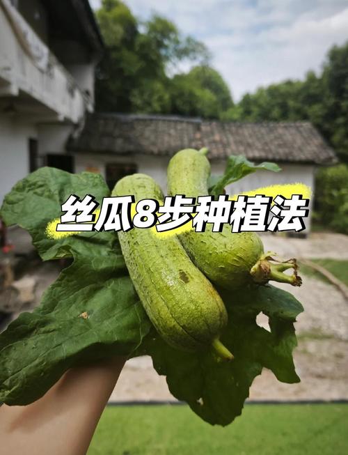 丝瓜多次摘心吊蔓，如何操作才能高产？-图1