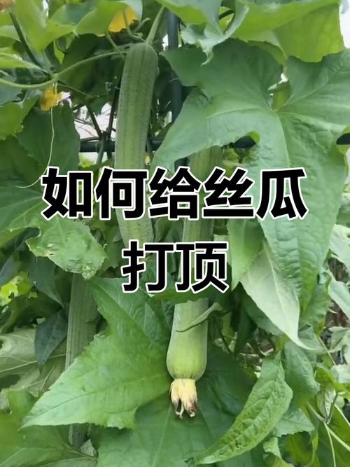 丝瓜多次摘心吊蔓，如何操作才能高产？-图2