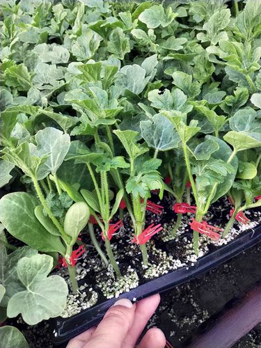 大棚育西瓜苗技术视频，如何操作才高效？-图3