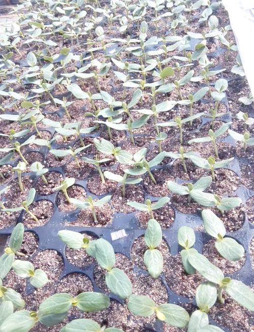 大棚育西瓜苗技术视频,如何操作才高效?-图1 大棚育西瓜苗技术视频,如何操作才高效?-图1