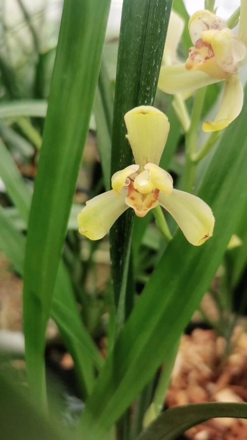 建兰梅瓣名品有哪些?-图1 建兰梅瓣名品有哪些?-图1