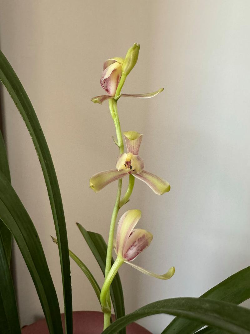 建兰梅瓣名品有哪些?-图3 建兰梅瓣名品有哪些?-图3