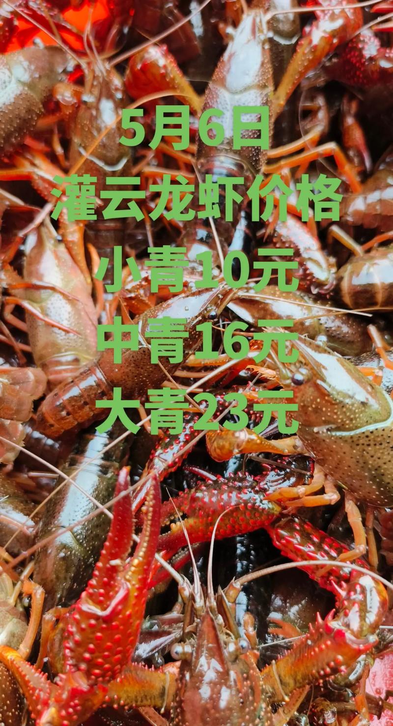武汉小龙虾收购价多少钱一斤?-图3 武汉小龙虾收购价多少钱一斤?-图3