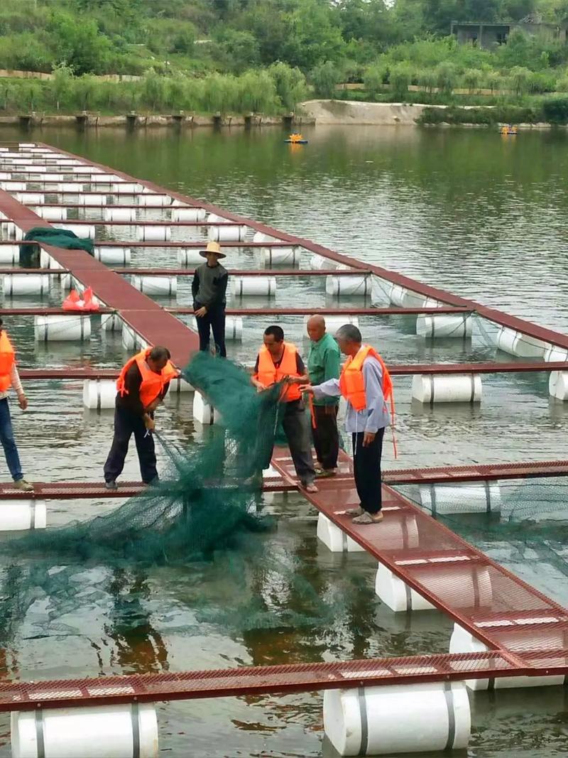 安徽网箱养殖技术培训，如何提升养殖效益？-图1