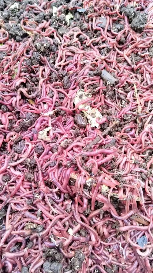 经济效益好的蚯蚓品种有哪些？-图2