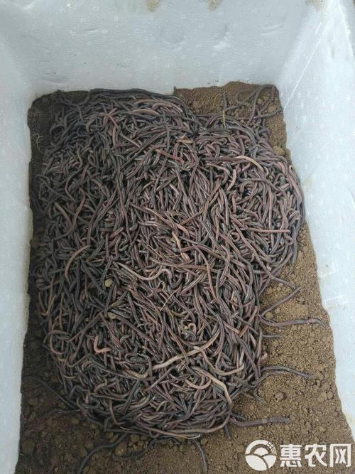 经济效益好的蚯蚓品种有哪些？-图3
