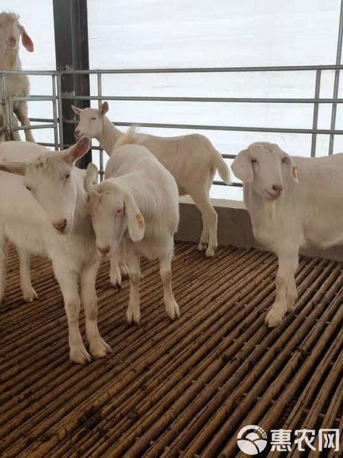 河南养啥羊品种效益最高？-图2