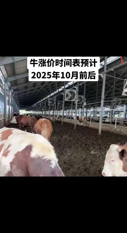 2025年牛价会涨还是跌?-图1 2025年牛价会涨还是跌?-图1