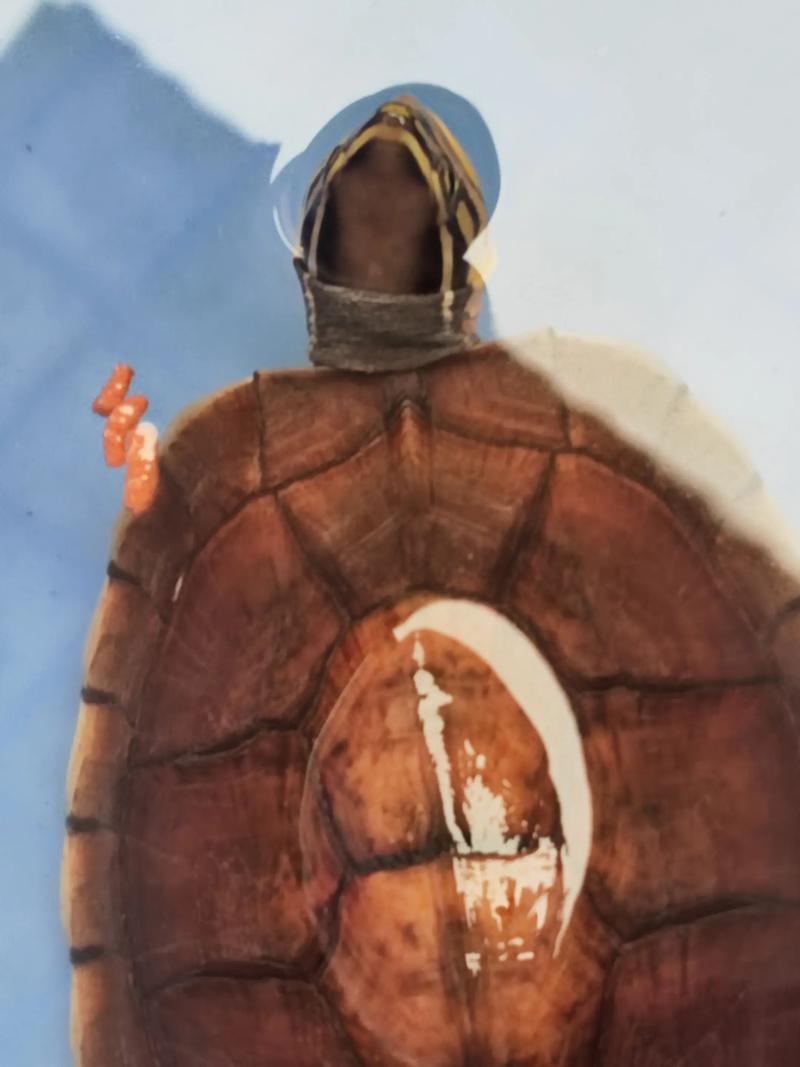 2025年三线闭壳龟价格会涨还是跌?-图3 2025年三线闭壳龟价格会涨还是跌?-图3