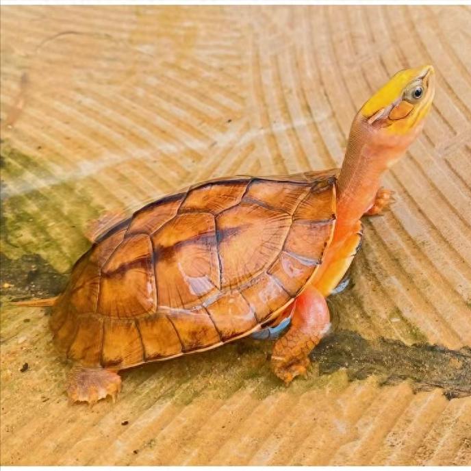 2025年三线闭壳龟价格会涨还是跌？-图2