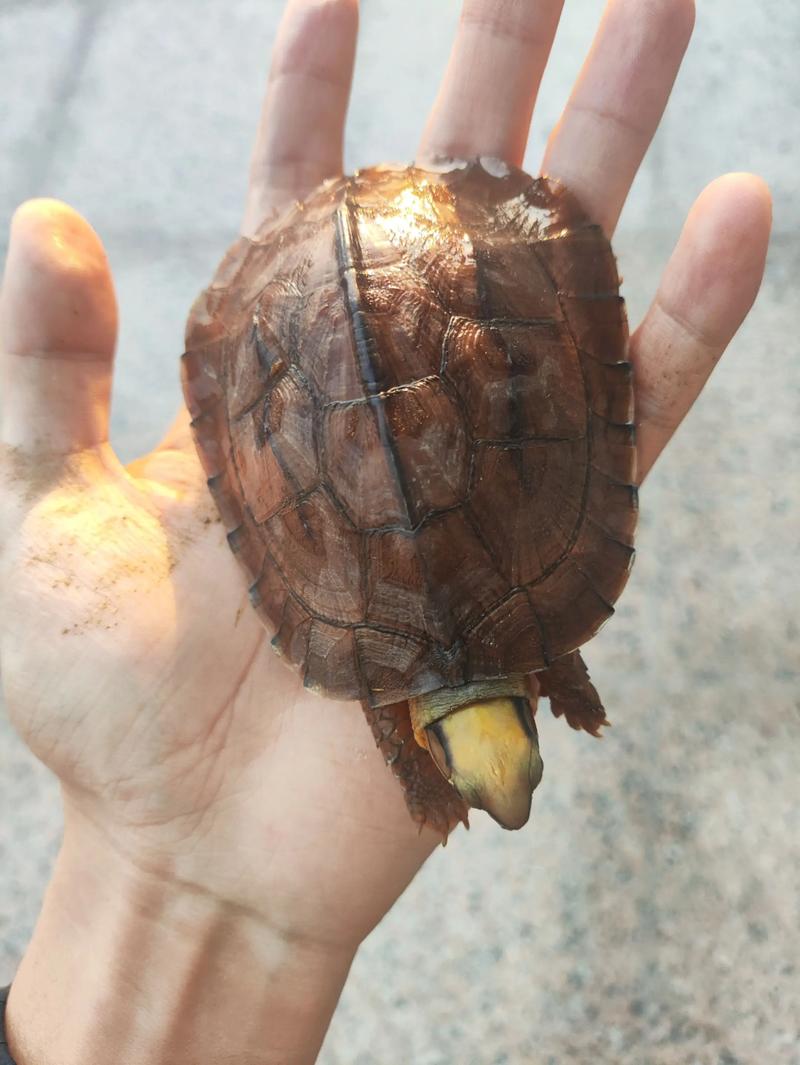 2025年三线闭壳龟价格会涨还是跌?-图1 2025年三线闭壳龟价格会涨还是跌?-图1