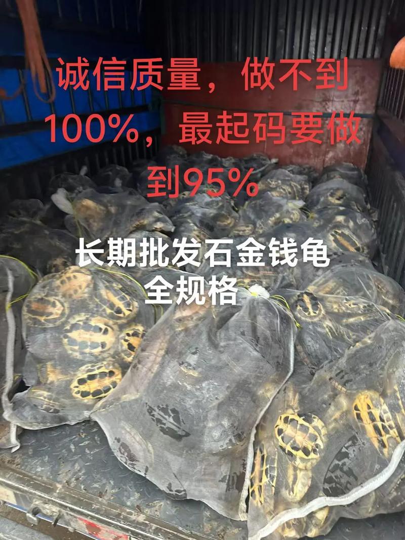 2025年7月石龟价格会涨还是跌?-图1 2025年7月石龟价格会涨还是跌?-图1