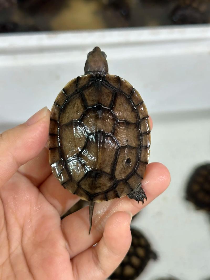 2025年7月石龟价格会涨还是跌?-图3 2025年7月石龟价格会涨还是跌?-图3