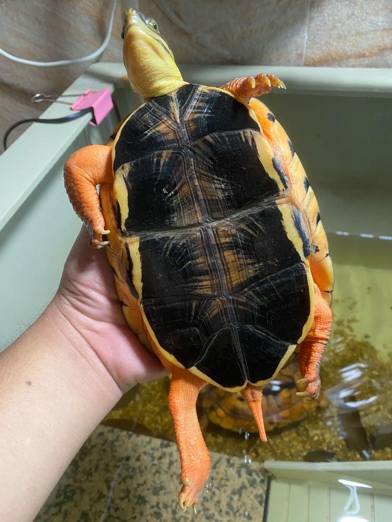 2025三线闭壳龟价格会涨还是跌?-图2 2025三线闭壳龟价格会涨还是跌?-图2