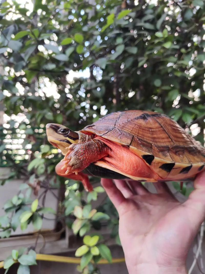 2025三线闭壳龟价格会涨还是跌?-图1 2025三线闭壳龟价格会涨还是跌?-图1