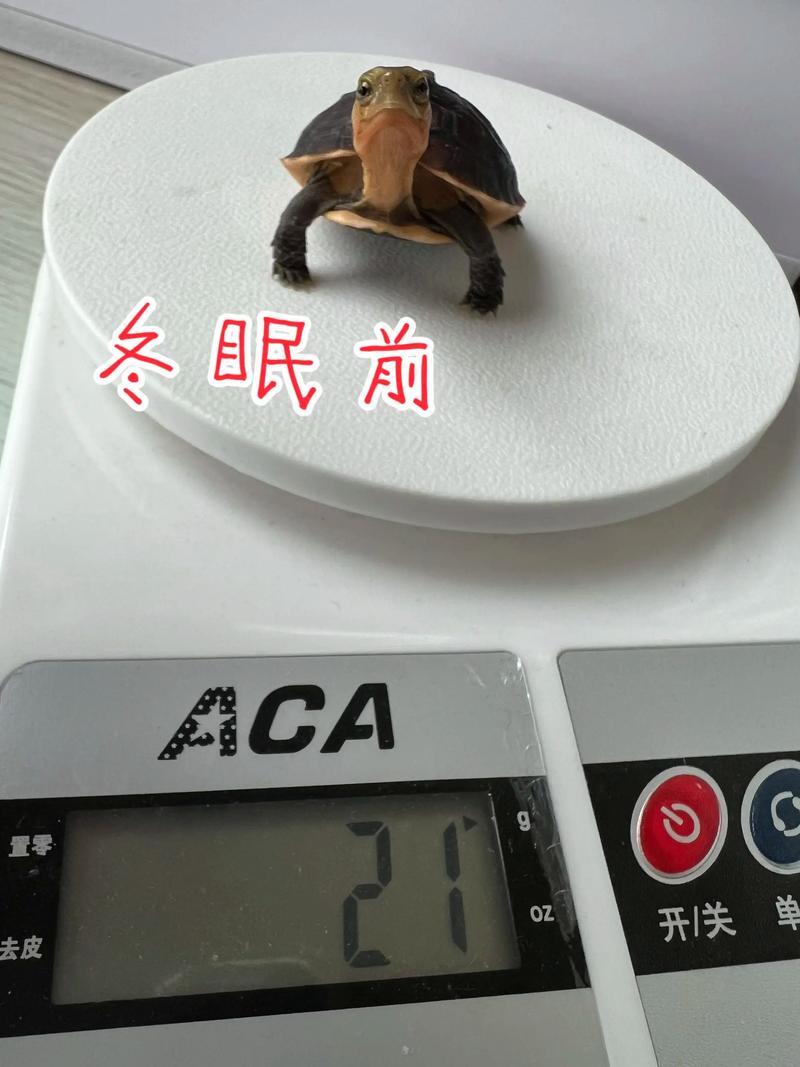 2025三线闭壳龟价格会涨还是跌？-图3