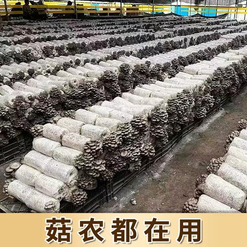 袋装香菇栽培技术图片怎么用?-图3 袋装香菇栽培技术图片怎么用?-图3