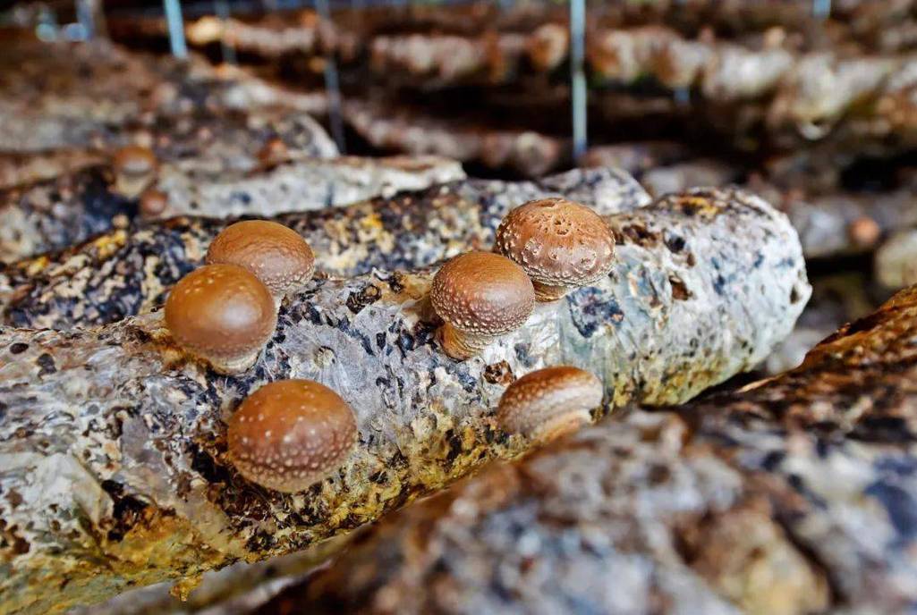 袋装香菇栽培技术图片怎么用?-图2 袋装香菇栽培技术图片怎么用?-图2